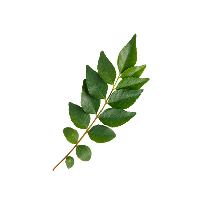 Curry Leaves