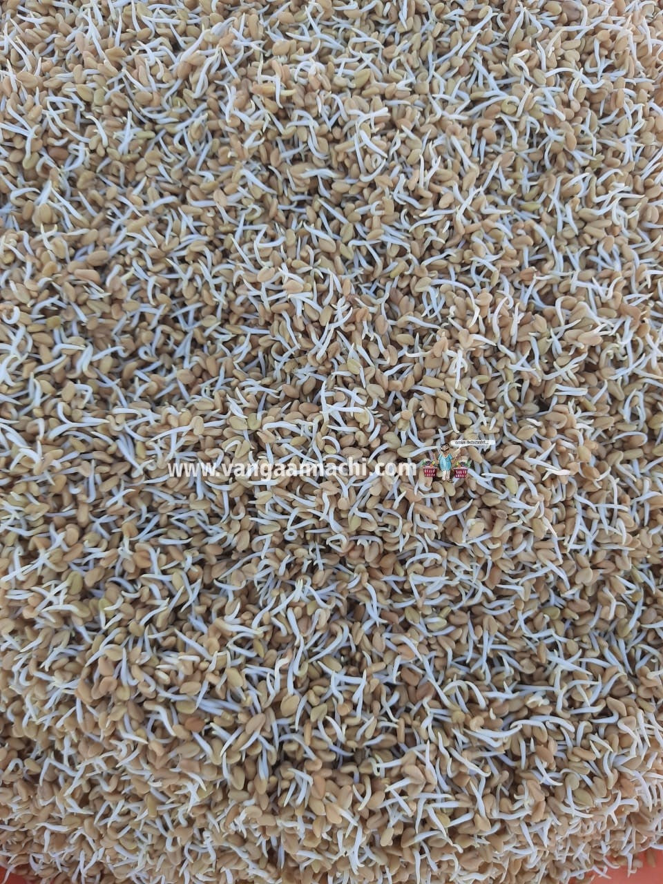 Sprouted Fenugreek Powder 300 Gram / முளைகட்டிய வெந்தய பொடி 300 கிராம்