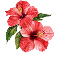 Hibiscus Flowers & Leaves