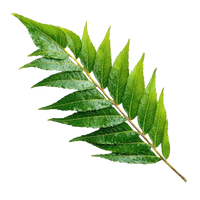 Neem Leaves & Flowers